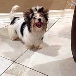 Biewer Terrier and Havanese All Grown Up from Lordocs