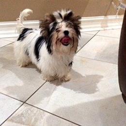 Biewer Terrier and Havanese All Grown Up from Lordocs
