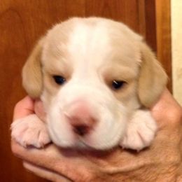Beagle Puppies from Everwind Beagles