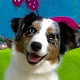 Miniature American Shepherd adult dog