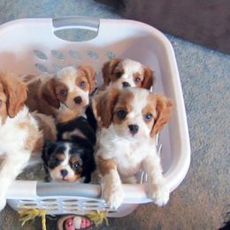 Cavalier King Charles Spaniel Puppies from Glenwood Cavaliers