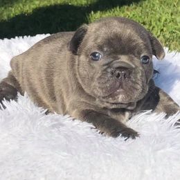 Bulldog and French Bulldog Puppies from Diamond In The Ruff Bulldogs
