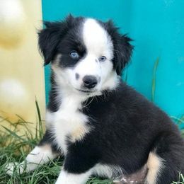 Blue Moon Mini Aussies breeder of 