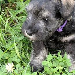 Miniature Schnauzer Puppies from Tymeless Farm