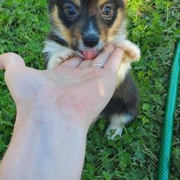 Pembroke Welsh Corgi Puppies from AJ'S Country Corgi's