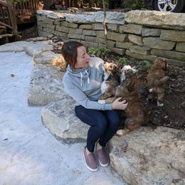 Bernedoodle Puppies from Bernedoodles of the Ozarks