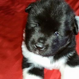 Akita Puppies from Dō-ha Akitas