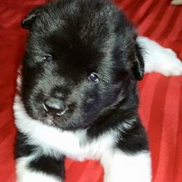 Akita Puppies from Dō-ha Akitas