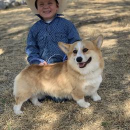 Cinch  - Pembroke Welsh Corgi