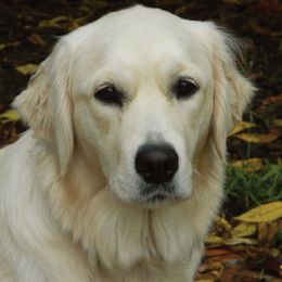 Bella - Golden Retriever