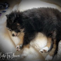 Misty's Toy Aussies breeder of Australian Shepherd