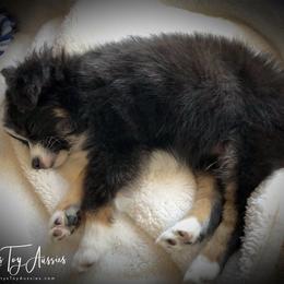 Misty's Toy Aussies breeder of Australian Shepherd
