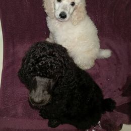 Poodle Puppies from Avalon Standard Poodles