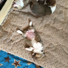 Pembroke Welsh Corgi Puppies from Walkabout's Pembroke Corgi's