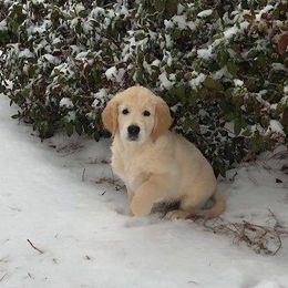 Auregrande Fine English Style Golden Retrievers breeder of Golden Retriever