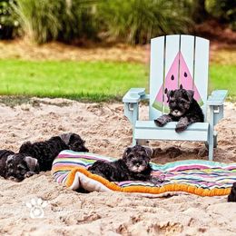 Miniature Schnauzer Puppies from Axcium Miniature Schnauzers