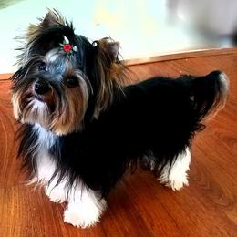 Bello Toys Apollo Reign - Yorkshire Terrier