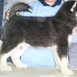 Alaskan Malamute Puppies from Kaylatee Alaskan Malamutes