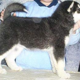 Alaskan Malamute Puppies from Kaylatee Alaskan Malamutes