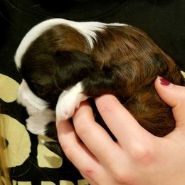 California Havanese breeder of Havanese, Bichon Frise
