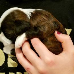 California Havanese breeder of Havanese, Bichon Frise