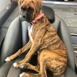 Boxer, Bulldog, and French Bulldog All Grown Up from Brattsbulldogs