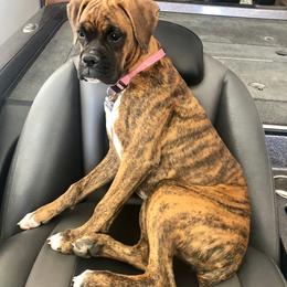 Boxer, Bulldog, and French Bulldog All Grown Up from Brattsbulldogs