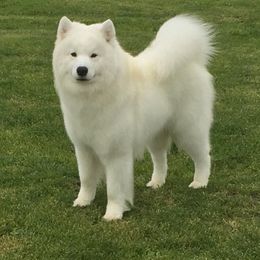  All Grown Up from El Samoyeds