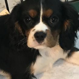 Cavalier King Charles Spaniel Puppies from Hotchkiss Cavaliers