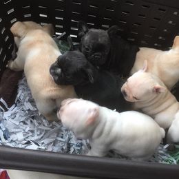 French Bulldog Puppies from Fronteer Frenchies