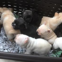 French Bulldog Puppies from Fronteer Frenchies