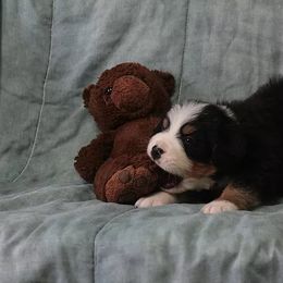 Bernese Mountain Dog Puppies from Swamp Creek Berners