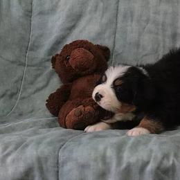 Bernese Mountain Dog Puppies from Swamp Creek Berners