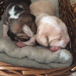 Beagle Puppies from Happy Hounds Kennel