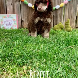 Poodle Puppies from Cosmic Caliber Standard Poodles