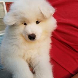 Samoyed Puppies from SnoFox Samoyeds