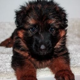 German Shepherd Puppies from Brimka Haus German Shepherds