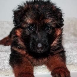 German Shepherd Puppies from Brimka Haus German Shepherds