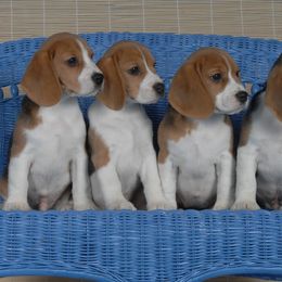 Beagle Puppies from Allegro Beagles