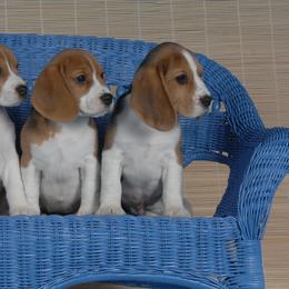 Beagle Puppies from Allegro Beagles