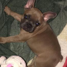 French Bulldog Puppies from Mama’s Frenchie Babies