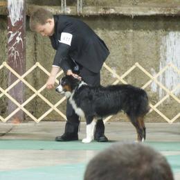 Ryder - Miniature Australian Shepherd