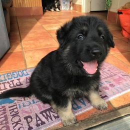 German Shepherd Puppies from Golden Breed German Shepherds