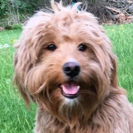 Stella - Goldendoodle