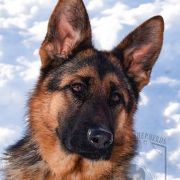 Urte - German Shepherd