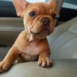 French Bulldog Puppies from Toley's French Bulldogs