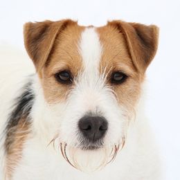 Leela - Jack Russell Terrier