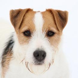 Leela - Jack Russell Terrier