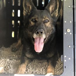 Goofy - German Shepherd