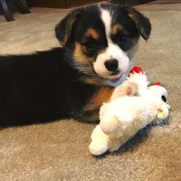 Pembroke Welsh Corgi Puppies from Wind Mountain Corgis